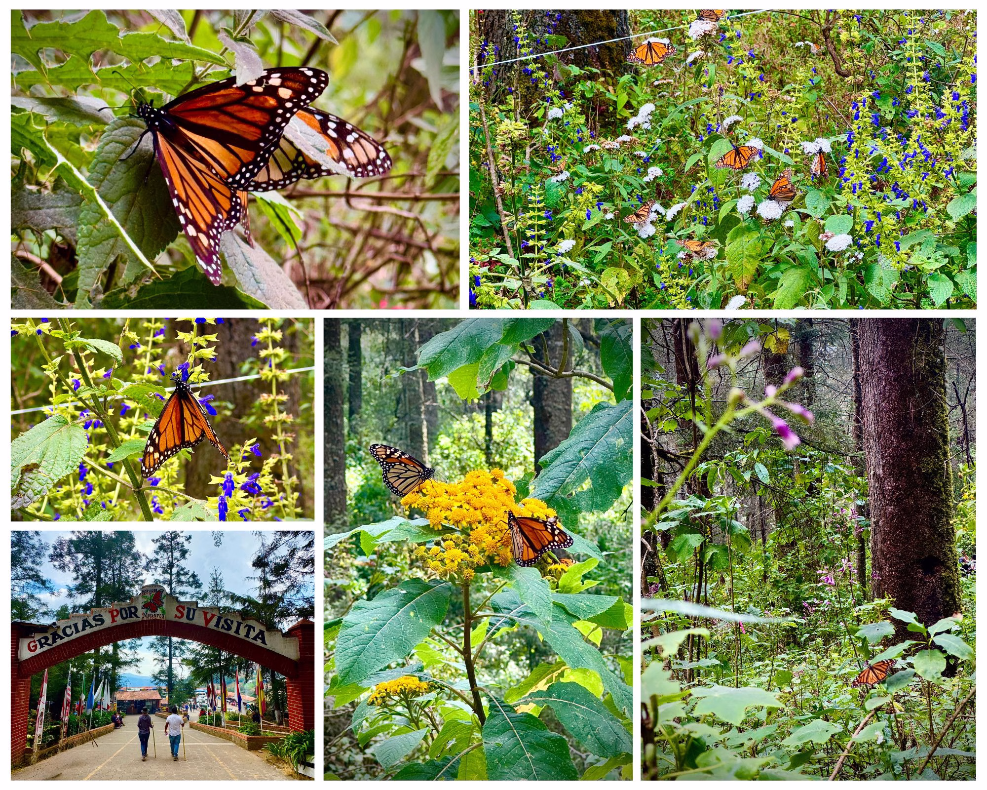 How to Hang Out With 1 Million Butterflies